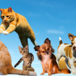 Dogs and cats resources and reviews