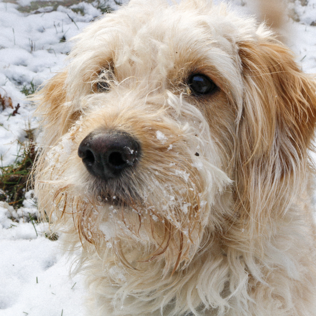 dog with snow on face 