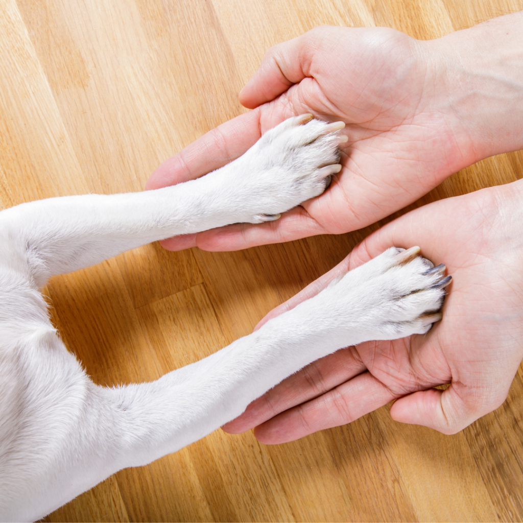 clean your pet's paws thoroughly to remove any salt or debris.