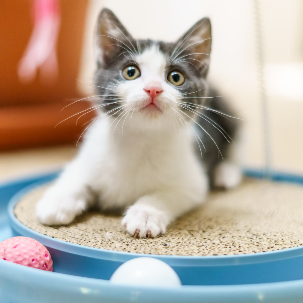 cat playing with puzzle toys indoors during winter