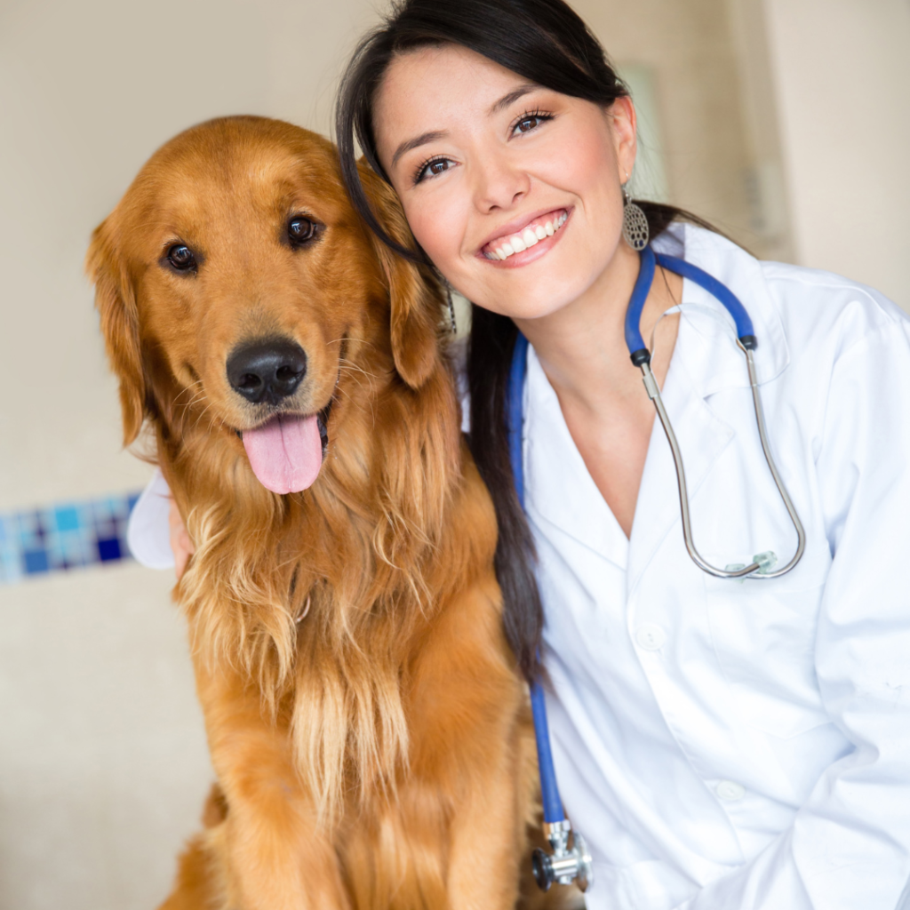 dog with vet