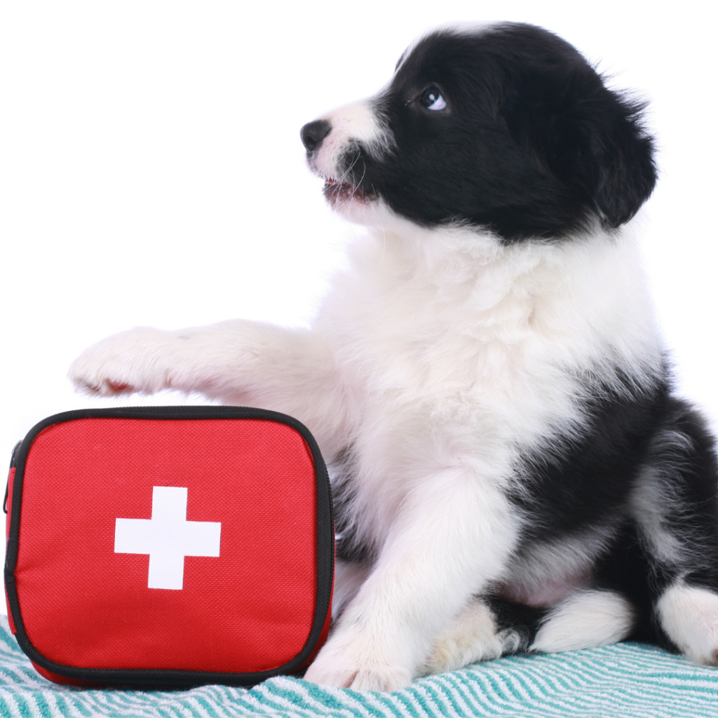 dog with emergency kit