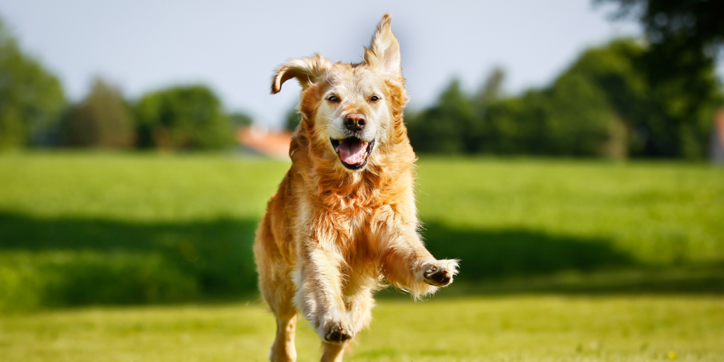 A dog with skin allergies, illustrating the health benefits of turmeric for specific health conditions