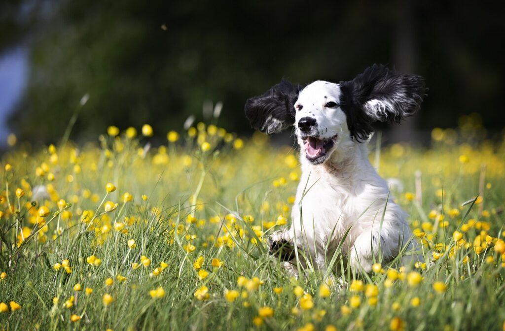 7 Simple Ways to Make Your Dogs Happy