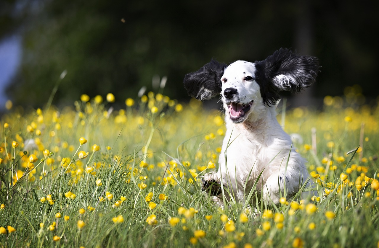 Happy Dog