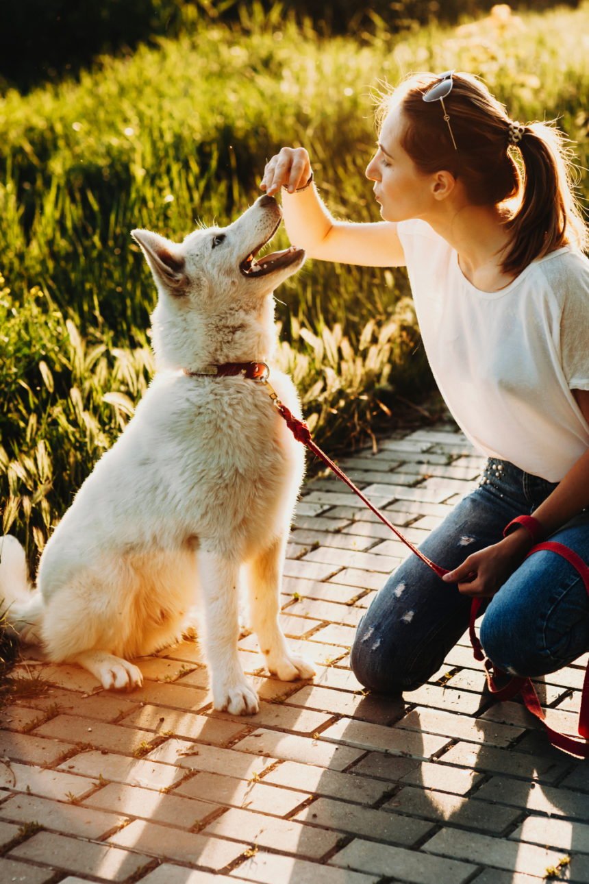 Understanding Your Dog's Body Language