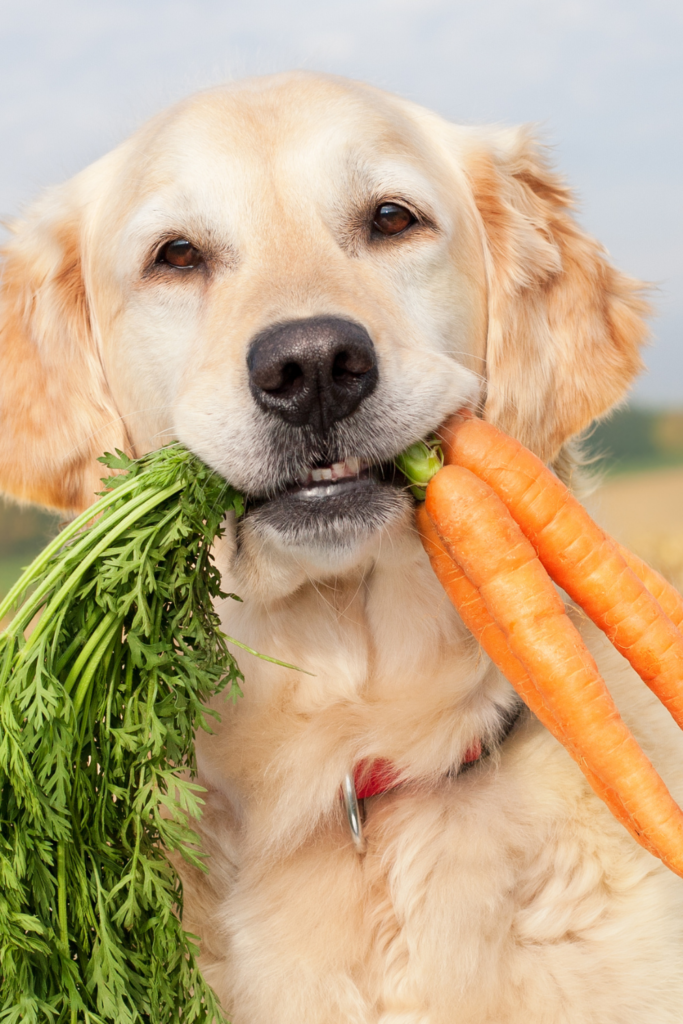 Dog holding carrots in its mouth