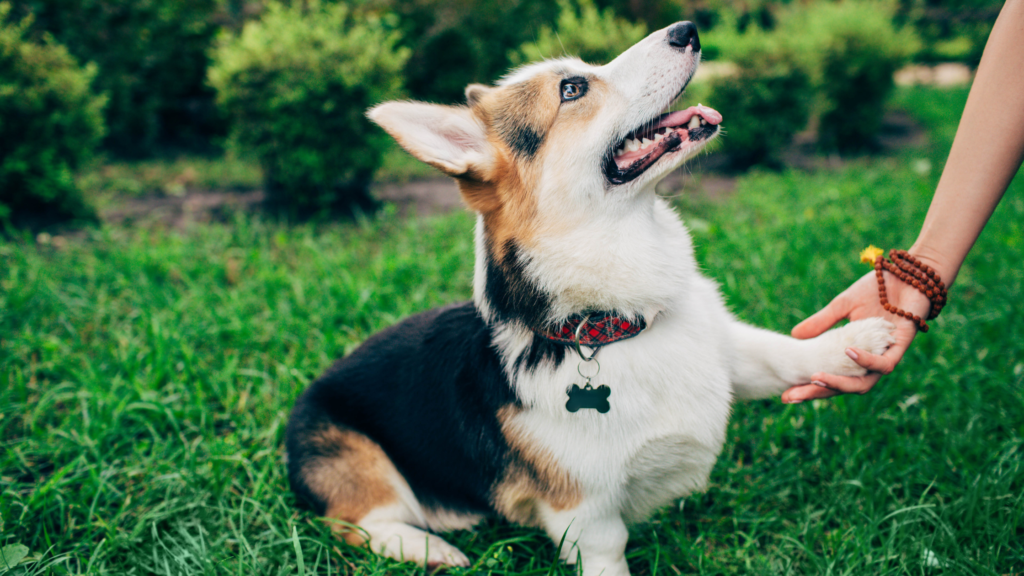 Dog with one paw in owner's hand