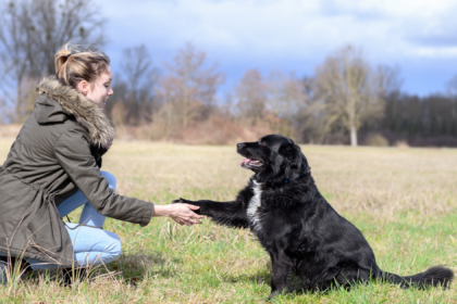 Nutrition Tips for Senior Dogs