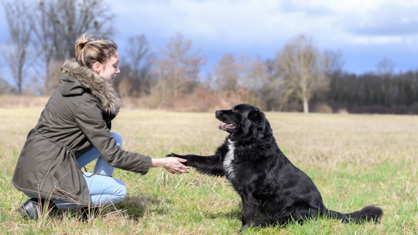 Nutrition Tips for Senior Dogs