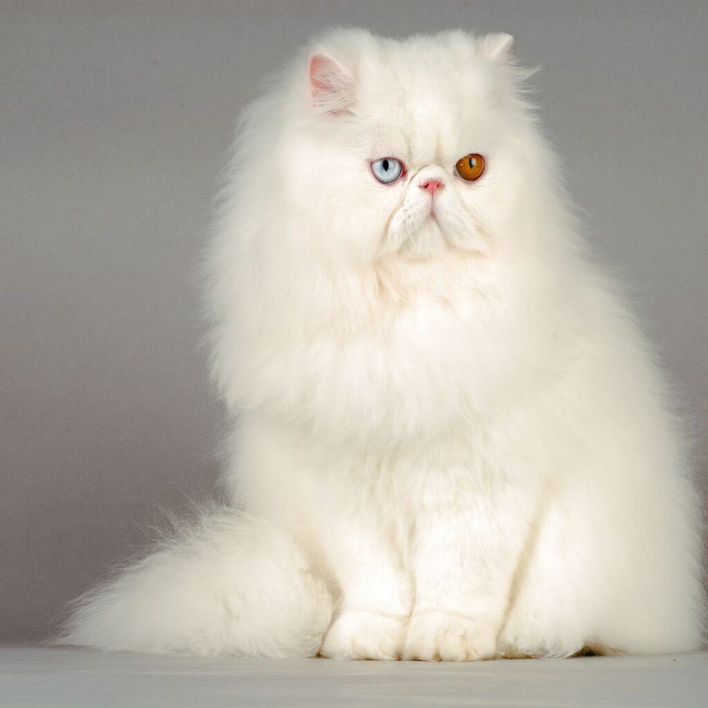 Cat Personality Traits Science