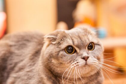 Cat Personality Traits