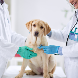 Calm Canines: Creating a Fear-Free Vet Visit for a Positive Experience
