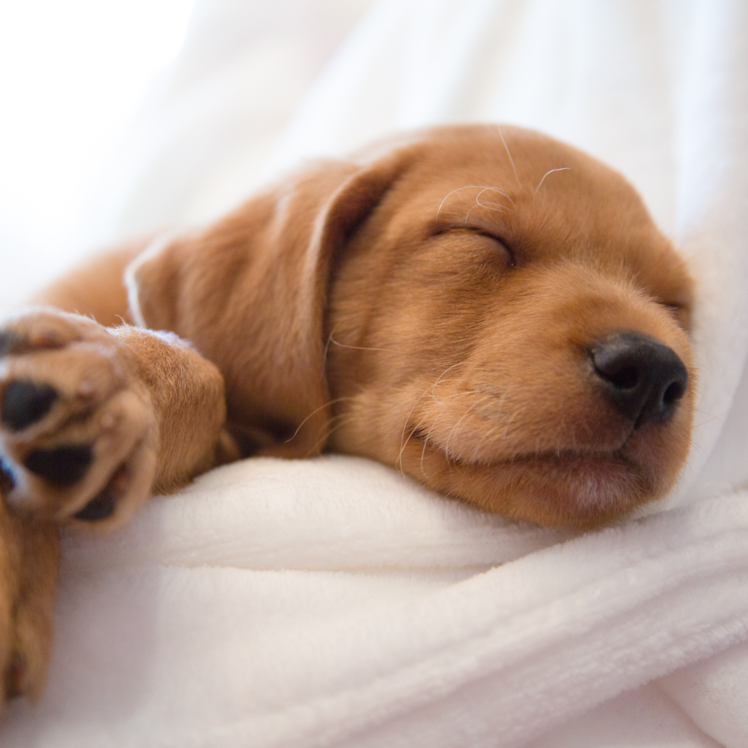 decoding-doggy-dreams-understanding-dog-sleep-patterns