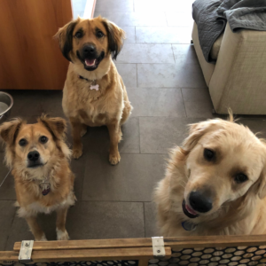 Harmony in the Pack: Strategies for Peaceful Coexistence in Multi-Dog Homes