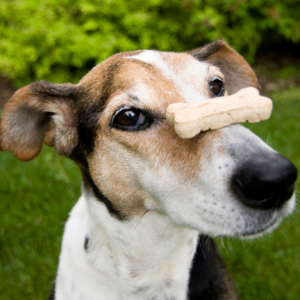Wholesome Hounds: Crafting Nutritious Homemade Dog Treats