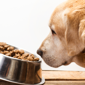 Farewell to Fussy Eating: Unlocking the Secrets to a Healthy Canine Diet