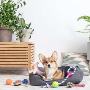 Green Paws: Sustainable Living Tips for Eco-Friendly Dog Owners
