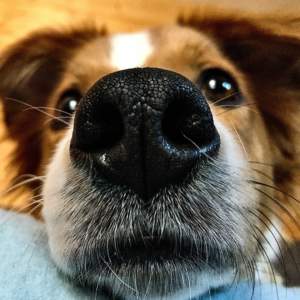 The Nose Knows: Unraveling the Secrets of Canine Olfaction